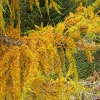 Plants: image 124 Of 208 Thumb
